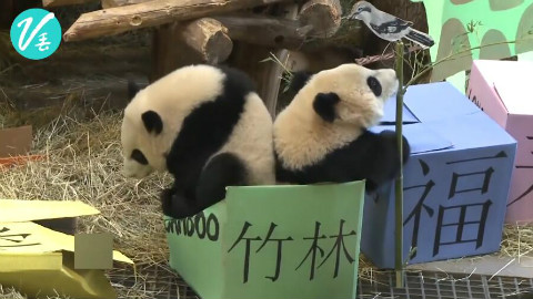 滚滚抓周!没想到你们是这样的小滚滚